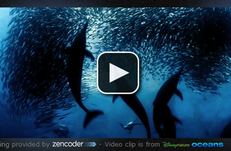 HTML5 Video Player I VideoJS HTML5 Video Player I VideoJS